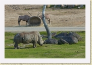 DSC_4286 Rhinoceros * 700 x 467 * (318KB)